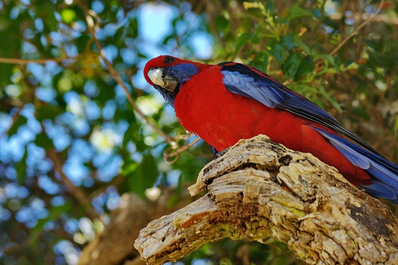 2009-11-06 22-04-56_2.jpg - Vogelfütterung bei O'Reillys